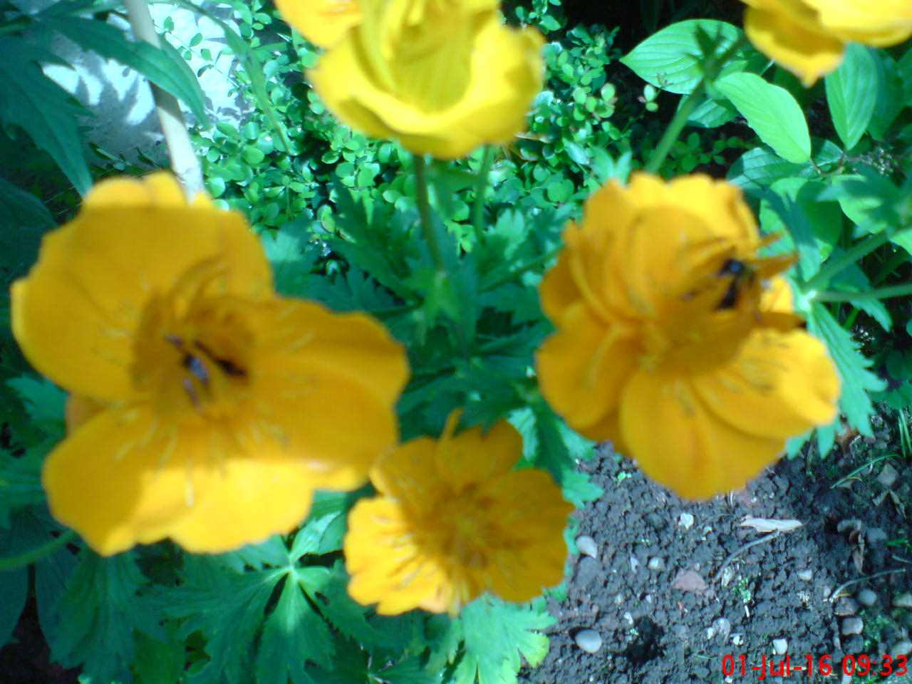 ImagesGarden/2016-07 Yellow Flower.jpg